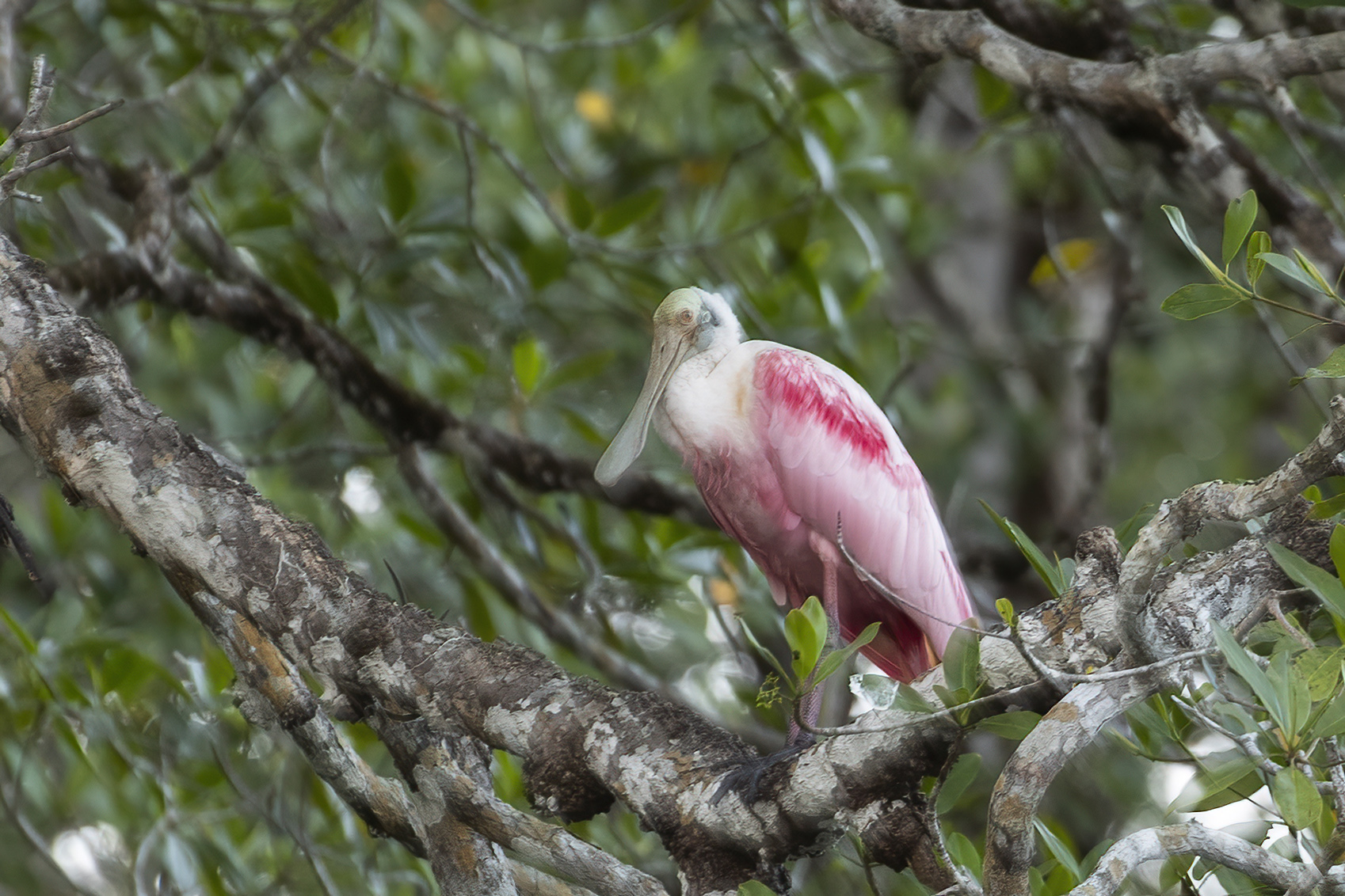 Roseate Spoonbill